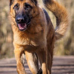 Meet your Posher, Howard